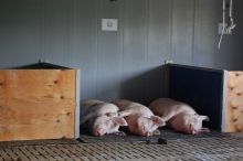 drei schlafende Schweine