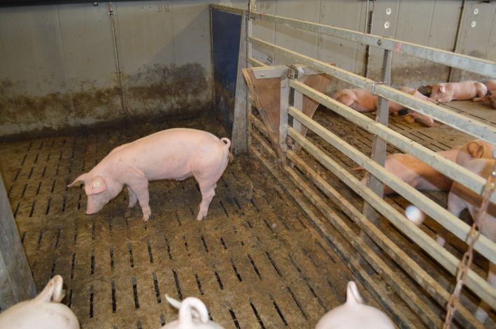 Schweinebucht mit Kontaktgitter Schweinebucht mit Kontaktgitter