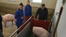 Schüler wiegen und markieren Mastschweine