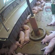 Tierverhalten mit Bodenkühlung