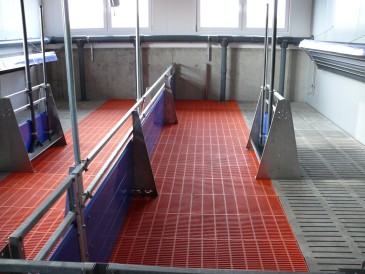 Blick in Abteil mit 2 Buchten à 40 Tiere (Abteil 4)