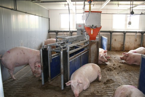 Abrufstation mit tierindividueller Fütterung, geschlossener Fressstand