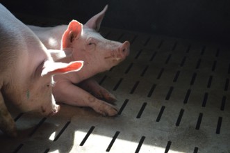 2 Schweine in der Sonne