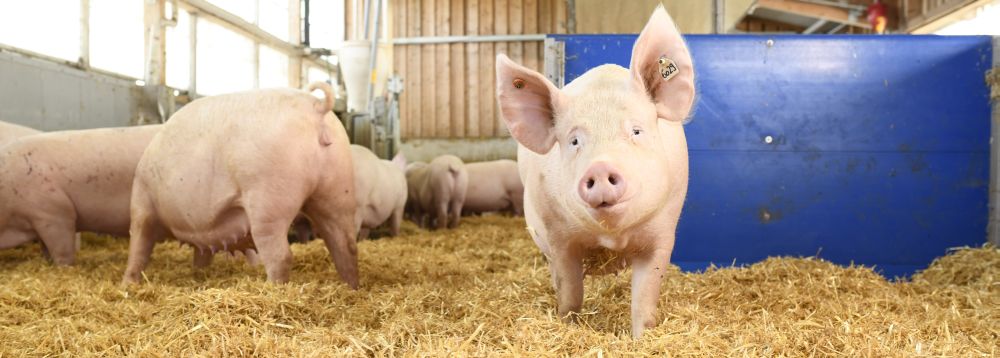 Muttersau im Tiefstreu blickt in die Kamera