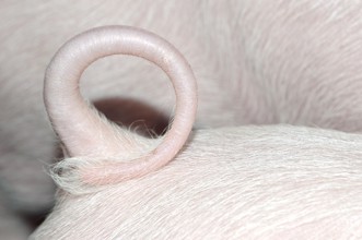 Verzicht auf Schwanzkupieren beim Schwein