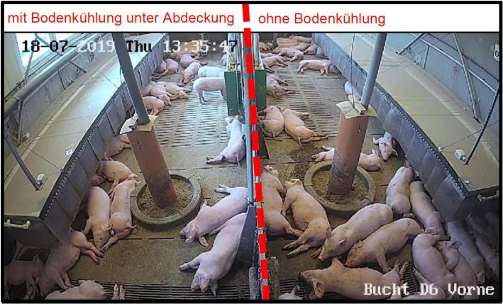 Schweinebuchten im Vergleich mit und ohne Bodenkühlung Schweinebuchten im Vergleich mit und ohne Bodenkühlung