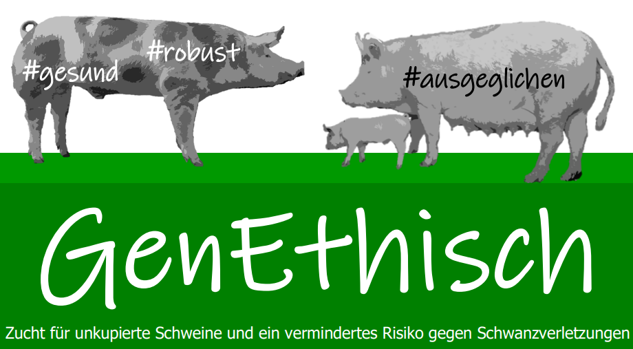 Unsere Ziele des Projektes GenEthisch Kernthemen des Projektes GenEthisch (Zucht für unkupierte Schweine und ein vermindertes Risiko gegen Schwanzverletzungen) werden auf dem Bild gezeigt. Oben im Bild ein Text in grüner Farbe, fett gedruckt: Für mehr Tierwohl mit den Rassen Pietrain, Duroc, Deutsche Landrasse und Deutsches Edelschwein. Darunter sind in schwarz-weiß Schweine abgebildet: links ein Pietrain-Eber, Kopf zeigt nach rechts, rechts eine Sau der Rasse Deutsches Edelschwein mit einem Ferkel beifuß, Blickrichtung nach links. Eingefügte Hashtags in den abgebildeten Schweinen: #gesund und #robust im Pietrain, #ausgeglichen in der Sau der Rasse Deutsches Edelschwein. Darunter grün hinterlegt, mit weißer Farbe geschrieben das Akronym GenEthisch und der Langtitel Zucht für unkupierte Schweine und ein vermindertes Risiko gegen Schwanzverletzungen.