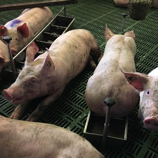 Liegekühlung im Trog