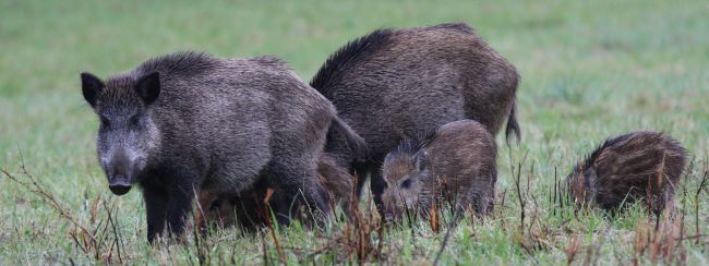 Wildschweine auf einer Wiese Wildschweine auf einer Wiese