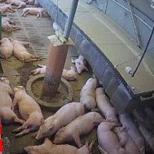 Tierverhalten ohne Bodenkühlung