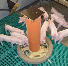 Ferkel am Wühlturm mit Häckselstroh