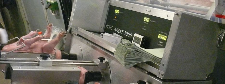 Ferkel im Inhalationsnarkosegerät Ferkel im Inhalationsnarkosegerät