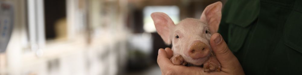 Ferkel in der Hand