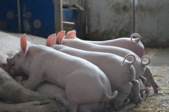 Unkupierte Ferkel an säugender Sau in freier Abferkelung