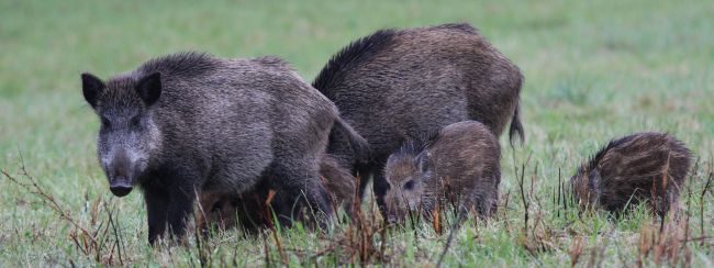 Wildschweine auf einer Wiese