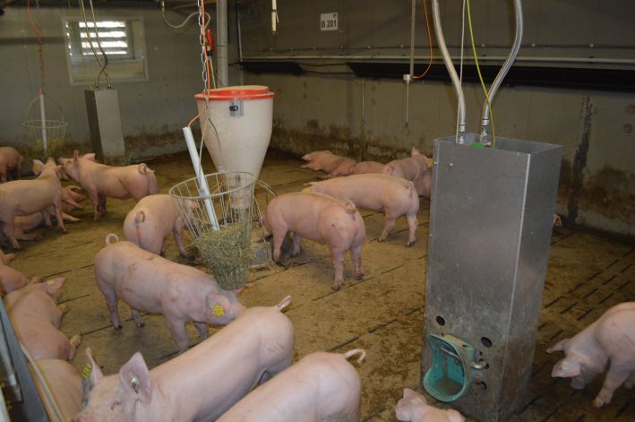 Beispiel einer mittigen Anordnung von Futtertrog, Beschäftigungsmaterial und Tränkeinsel mit Beckentränken Beispiel einer mittigen Anordnung von Futtertrog, Beschäftigungsmaterial und Tränkeinsel mit Beckentränken