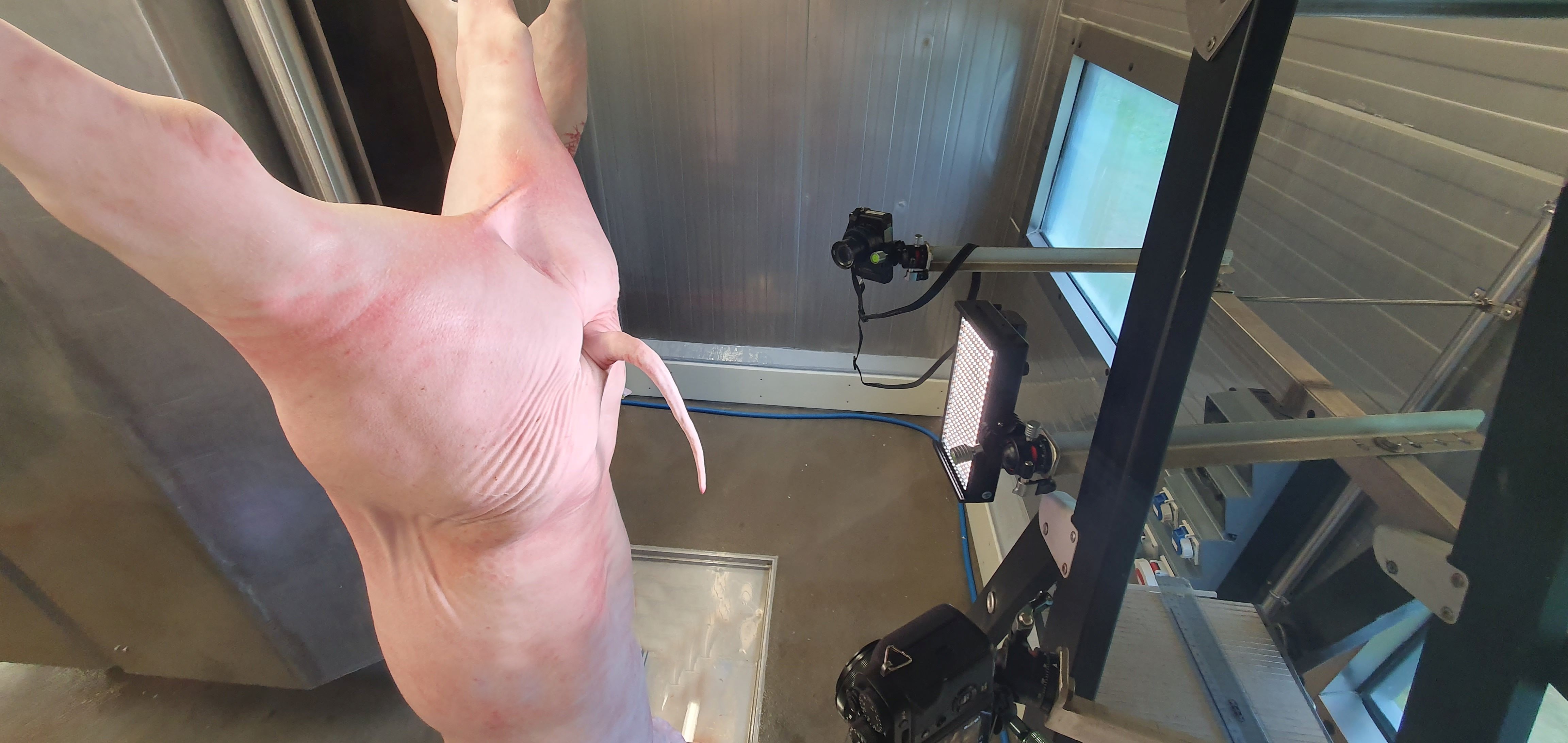 Das Bild zeigt ein geschlachtetes Schwein, das in einem Schlachthaus an einem Förderband aufgehängt ist. Zu sehen sind außerdem mehrere Kameras und eine Lichtquelle, die Fotos des Schlachtkörpers aufnehmen.