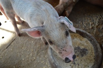 Ferkel beim Fressen