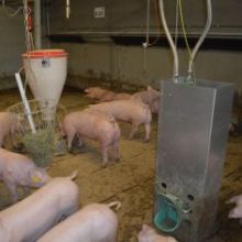 Beispiel einer mittigen Anordnung von Futtertrog, Beschäftigungsmaterial und Tränkeinsel mit Beckentränken
