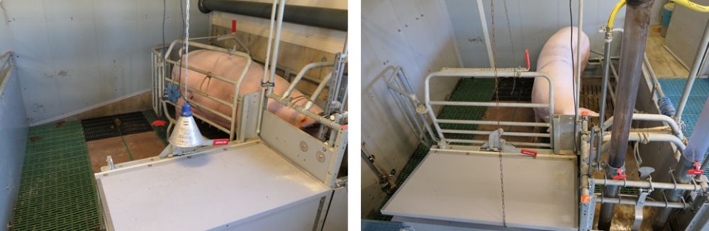 Möglichlichkeit der Fixierung oder Öffnung das Ferkelschutzkorbs Möglichlichkeit der Fixierung oder Öffnung das Ferkelschutzkorbs