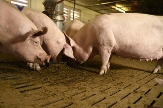 Schweine auf Spaltenboden