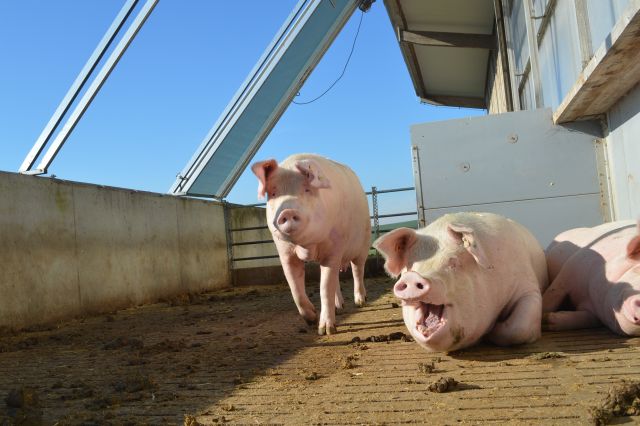 Innovationsnetzwerk Schwein