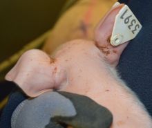 Ohrgrundveränderungen