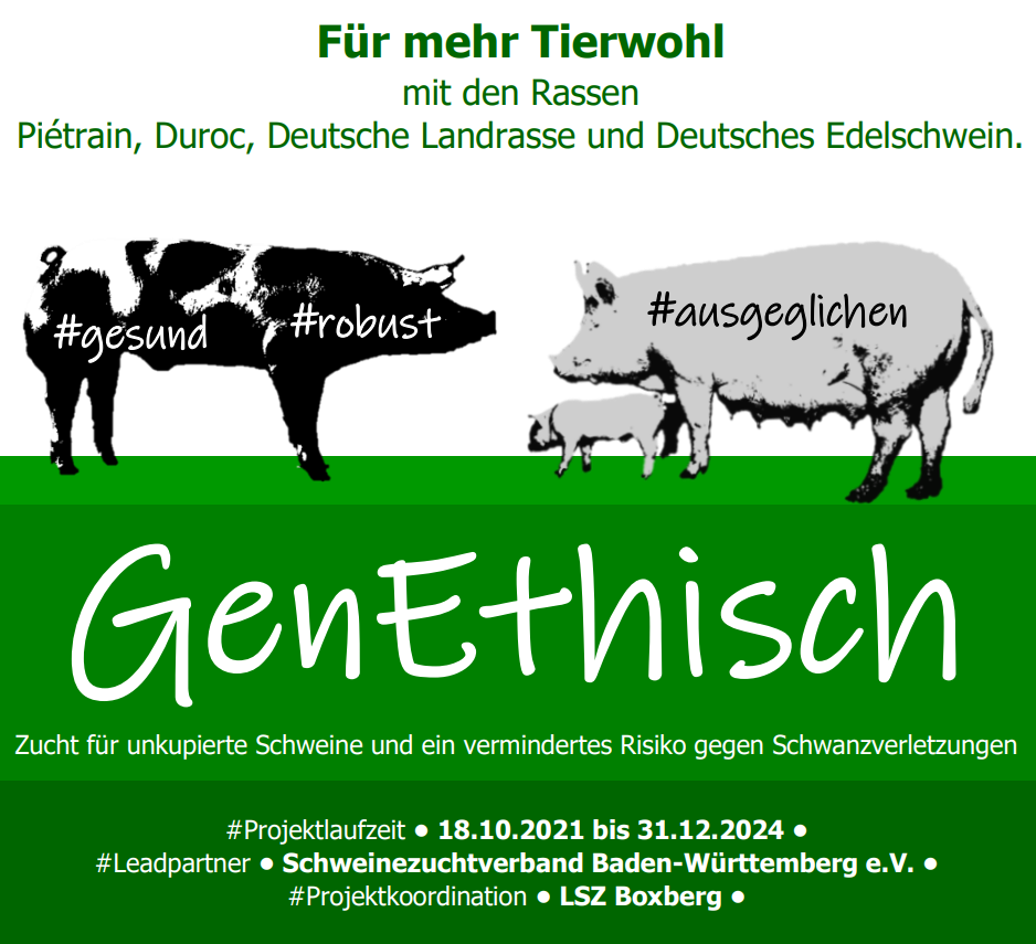 Kernthemen des Projektes GenEthisch (Zucht für unkupierte Schweine und ein vermindertes Risiko gegen Schwanzverletzungen) werden auf dem Bild gezeigt. Oben im Bild ein Text in grüner Farbe, fett gedruckt: Für mehr Tierwohl mit den Rassen Pietrain, Duroc, Deutsche Landrasse und Deutsches Edelschwein. Darunter sind in schwarz-weiß Schweine abgebildet: links ein Pietrain-Eber, Kopf zeigt nach rechts, rechts eine Sau der Rasse Deutsches Edelschwein mit einem Ferkel beifuß, Blickrichtung nach links. Eingefügte Hashtags in den abgebildeten Schweinen: #gesund und #robust im Pietrain, #ausgeglichen in der Sau der Rasse Deutsches Edelschwein. Darunter grün hinterlegt, mit weißer Farbe geschrieben das Akronym GenEthisch und der Langtitel Zucht für unkupierte Schweine und ein vermindertes Risiko gegen Schwanzverletzungen.