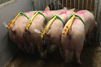 Sauen beim besamen