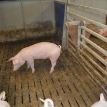 Schweinebucht mit Kontaktgitter