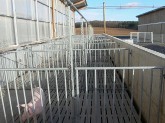 Auslauf des Schweinemaststalls