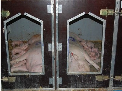 Liegebereich der säugenden Sauen Liegebereich der säugenden Sauen
