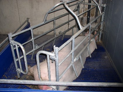 Abferkelbucht mit Ferkelnest hinten links