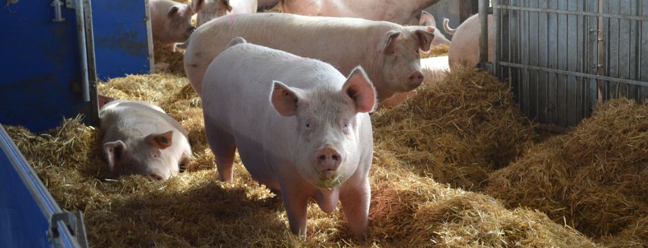 Schweine im Stroh