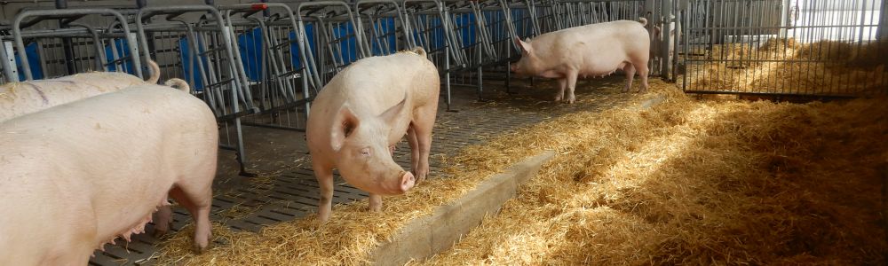 Gruppenhaltung im Deckzentrum mit Tiefstreu 