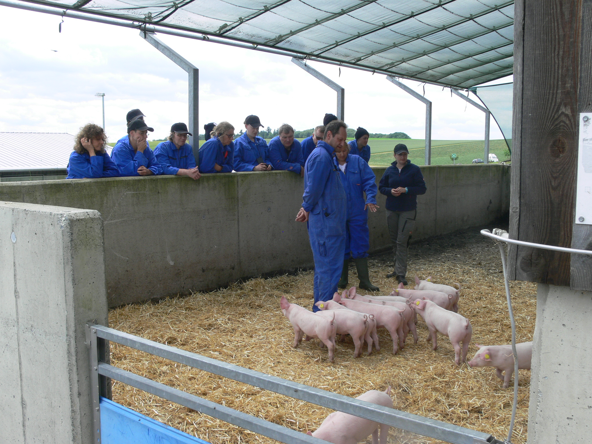 eine Gruppe Schaut sich die Ferkel im Auslauf an