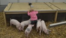 Kind im Ferkelgarten auf dem Hauptfest