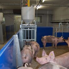 Pietrainschweine im Prüfstall