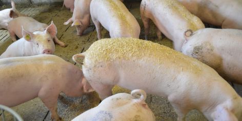 Schweine mit gehäckselten Stroh