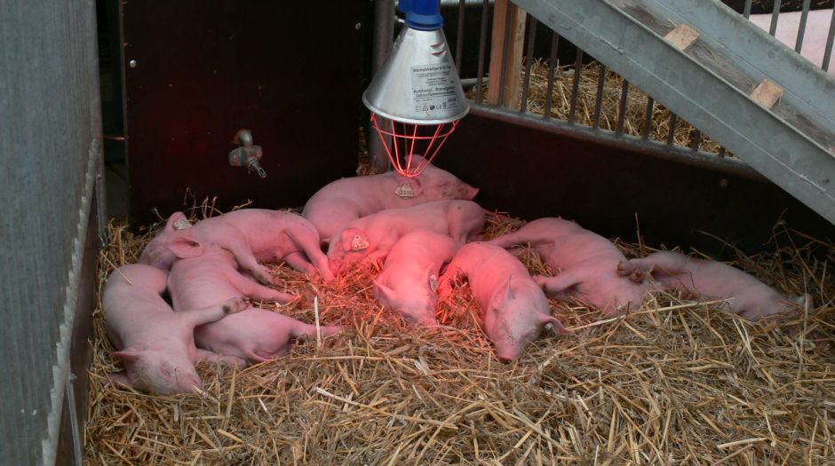 Ferkel schlafen im Stroh unter der Wärmelampe