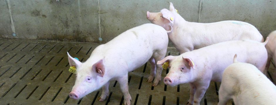 Schweine