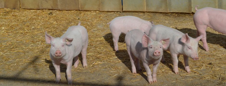 Ferkel im Freilauf