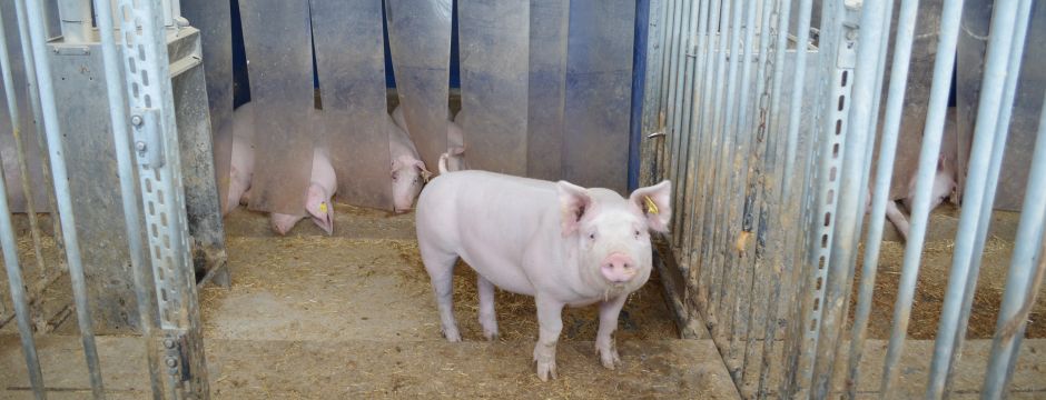Mastschwein
