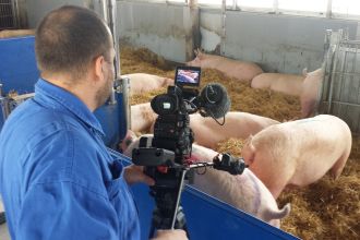 Schweine werden gefilmt