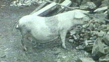 Altes schwarz-weiß Bild einer Muttersau