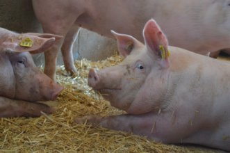 Schweine, die im Stroh liegen