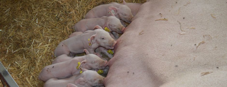 Ferkel an den Zitzen