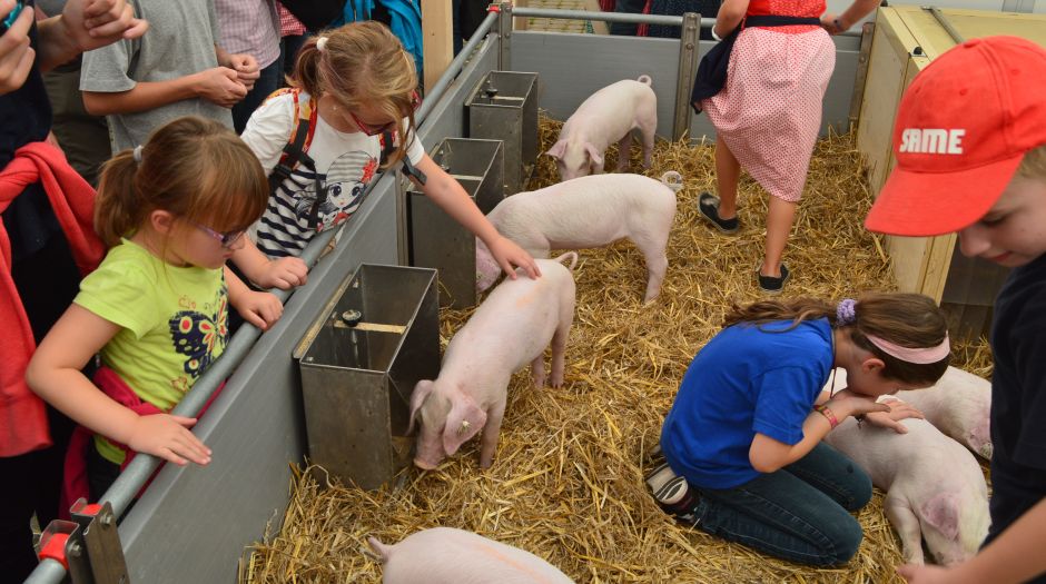 Kinder streicheln die Ferkel