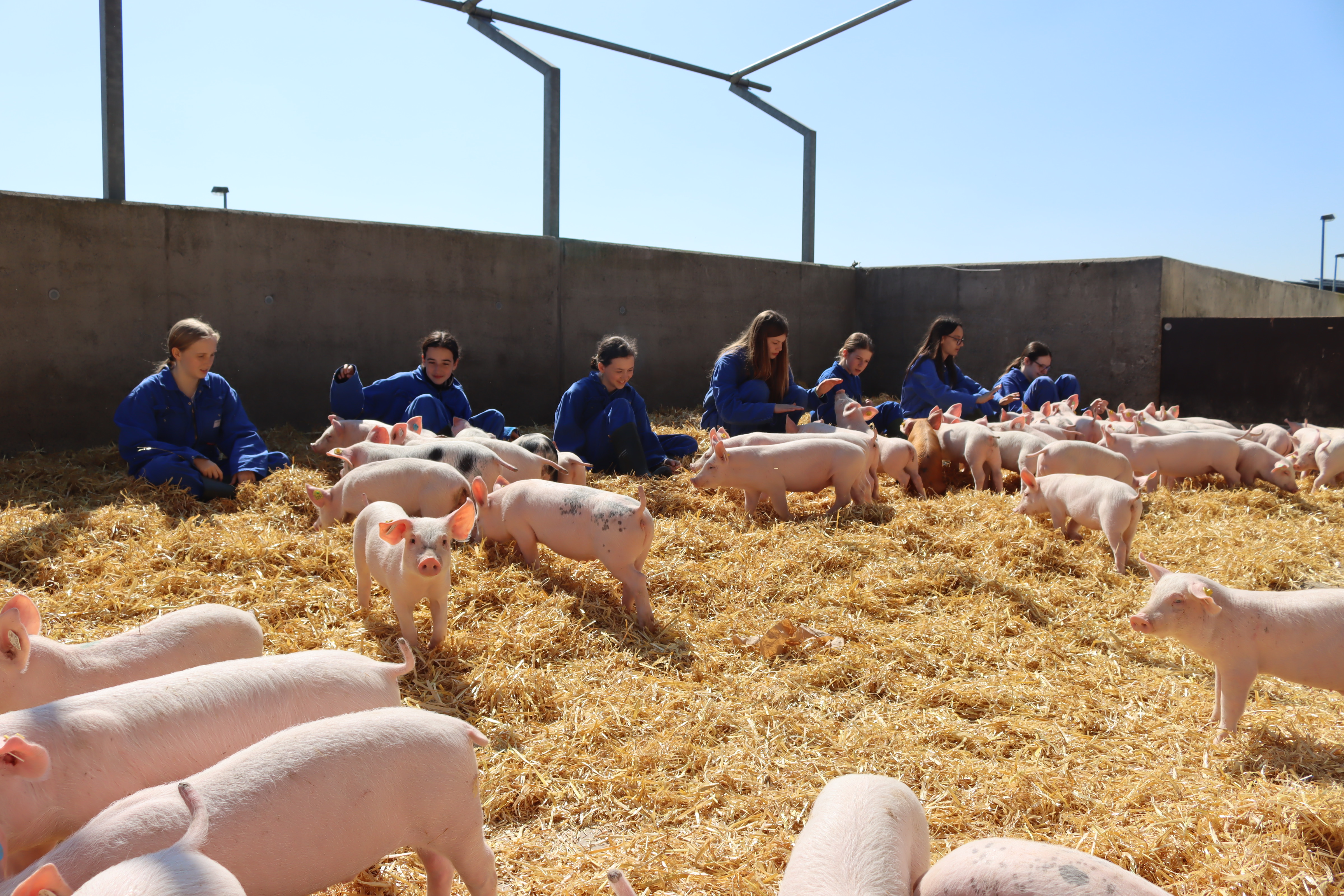 Die Teilnehmerinnen des Girls Day sitzen mit den Ferkeln im Stroh