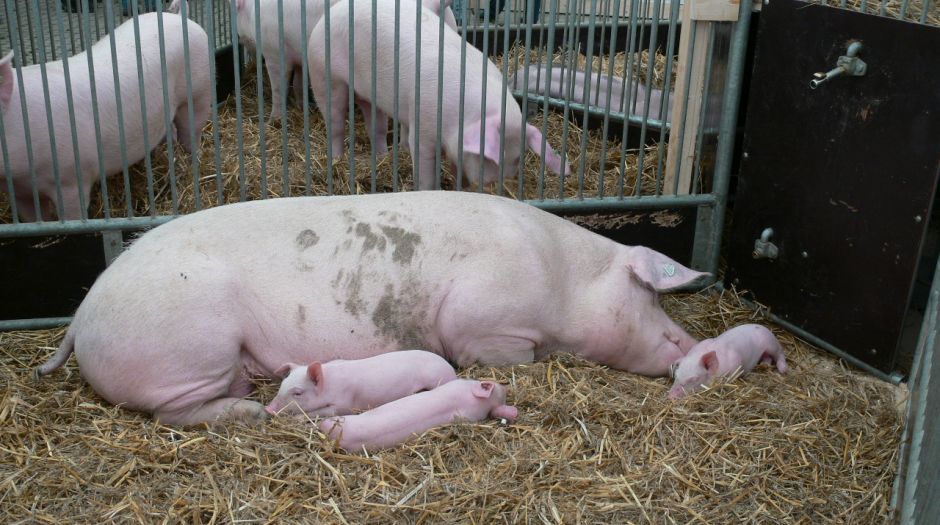 Sau und drei Ferkel schlafen im Stroh